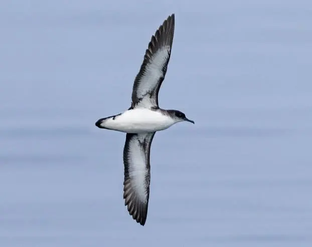 Puffin des Anglais en vol